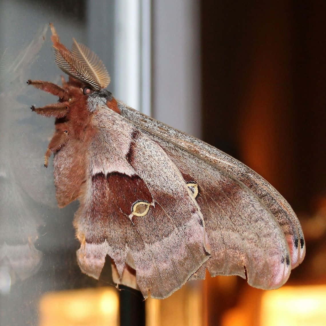 Polyphemus Moth Restingon Glass Wallpaper