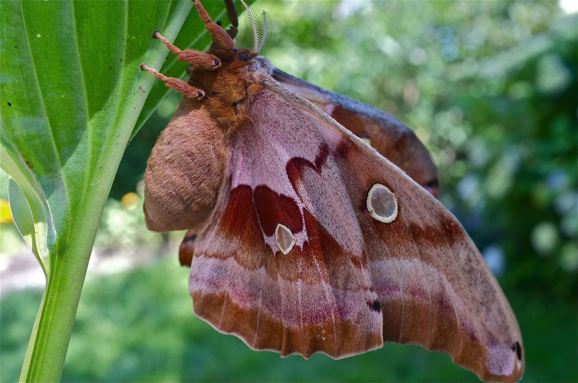 Polyphemus Moth Restingon Leaf Wallpaper