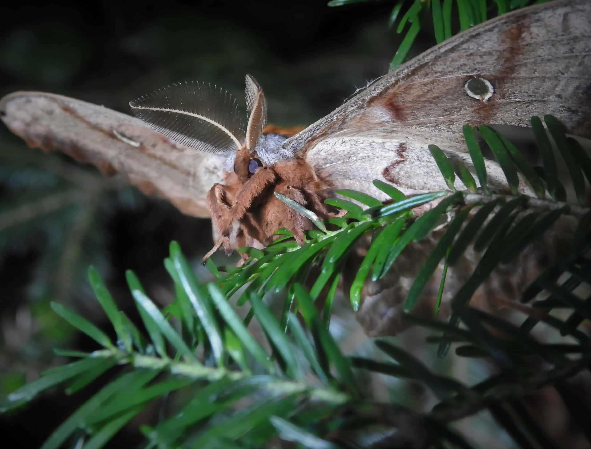 Polyphemus Moth Restingon Pine Wallpaper