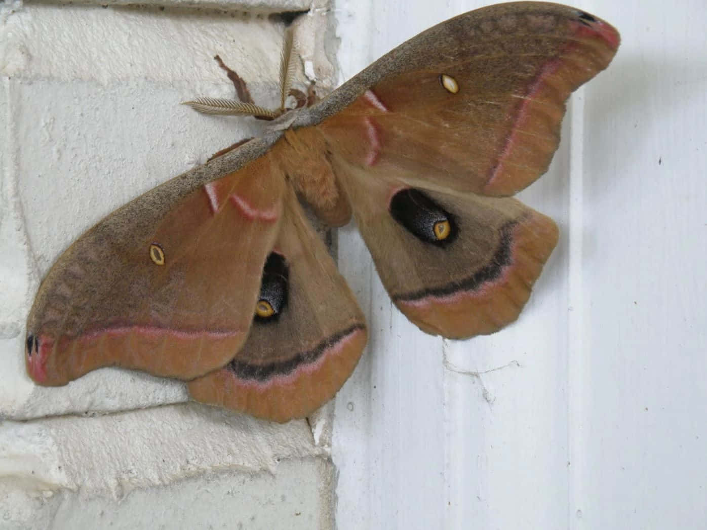Polyphemus Moth Restingon Wall Wallpaper