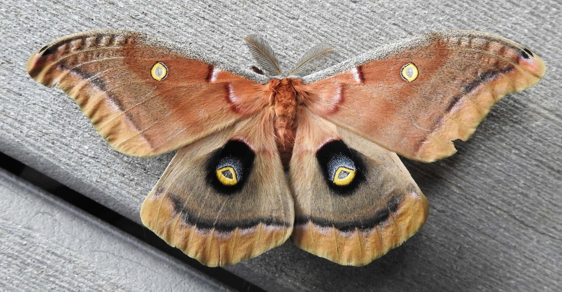 Polyphemus Moth Spread Wings Wallpaper
