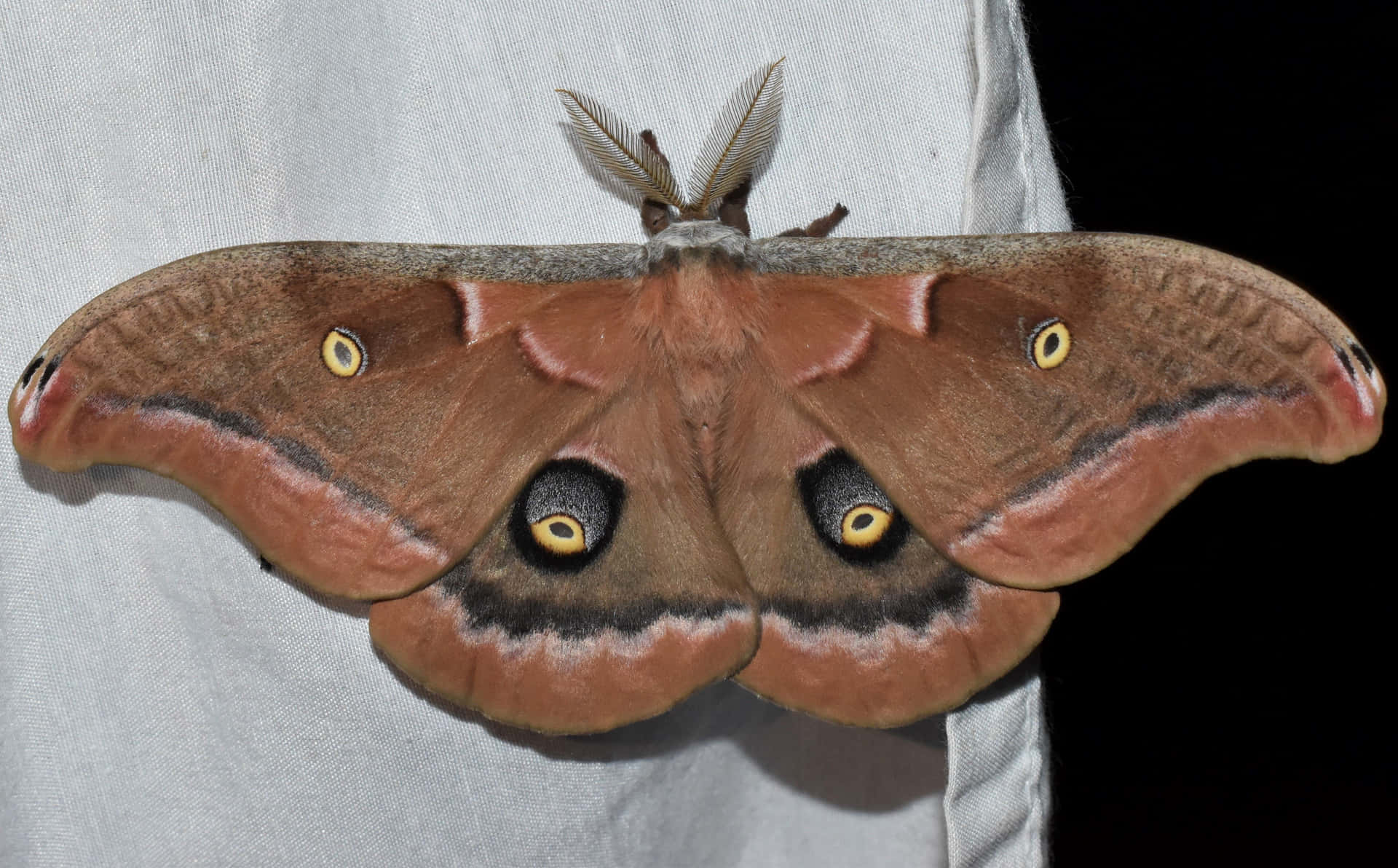 Polyphemus Moth Spread Wings Wallpaper