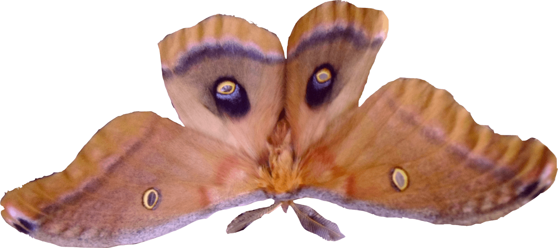 Polyphemus Moth Spread Wings PNG