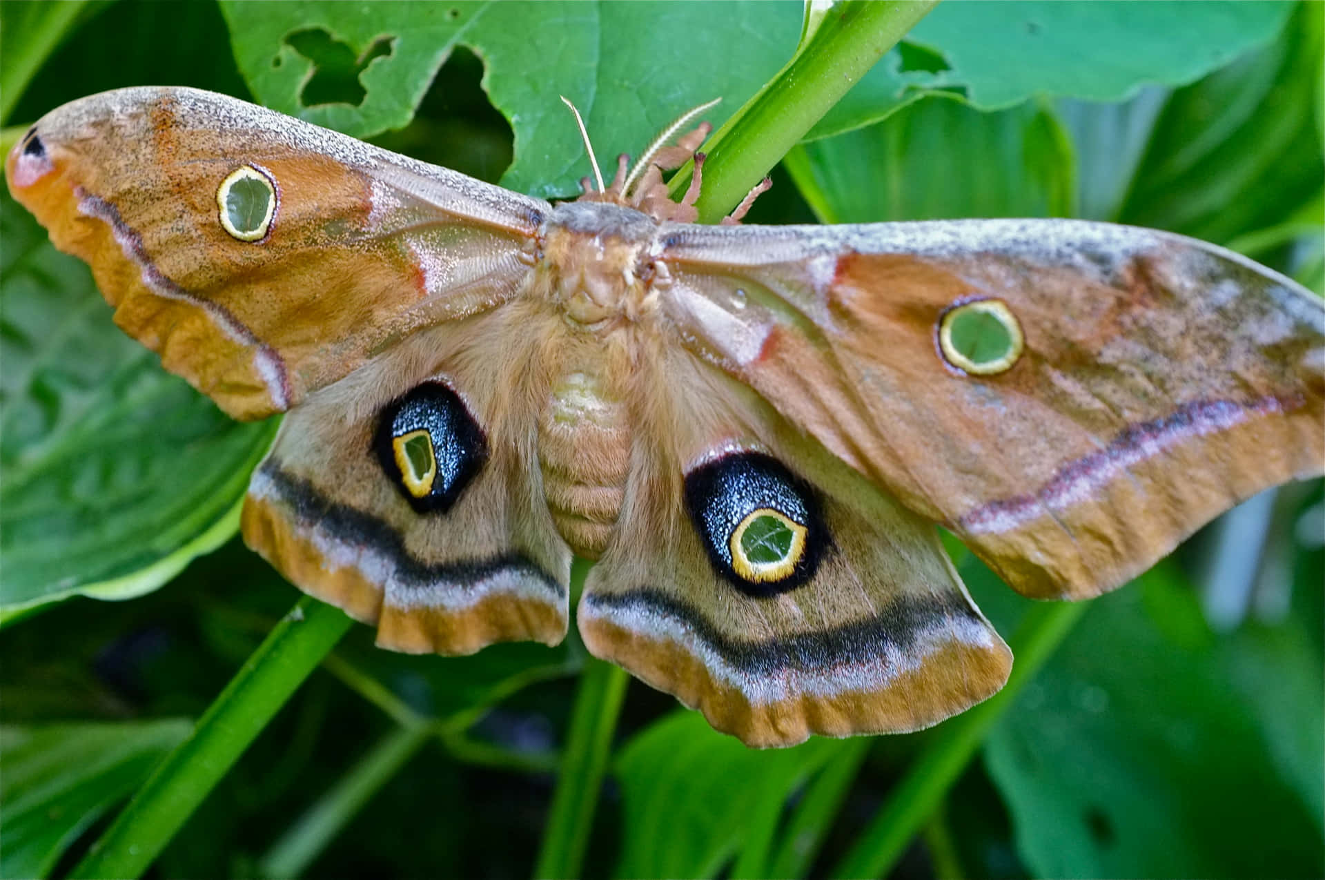 Polyphemus Moth Spread Wings Wallpaper