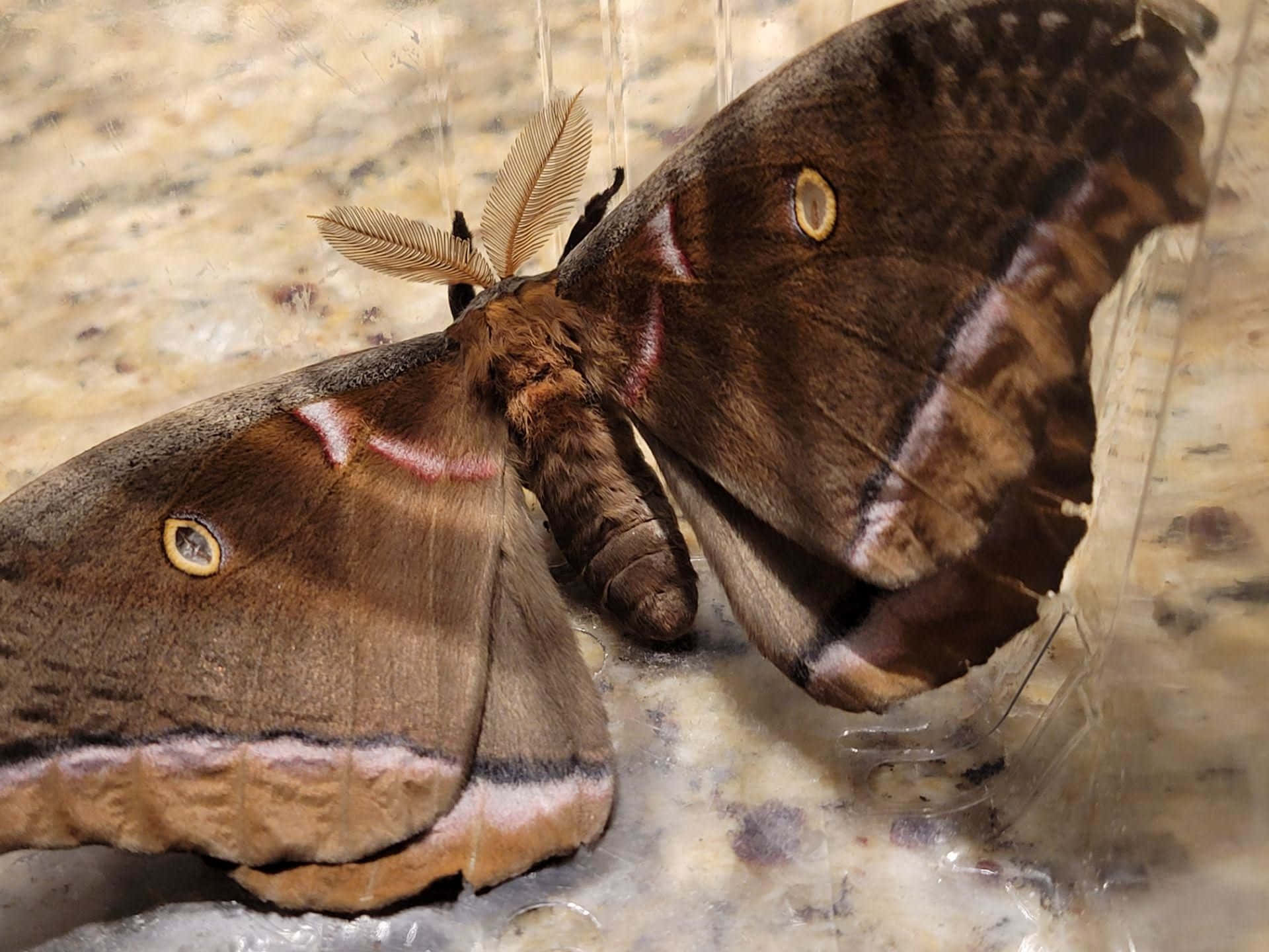 Polyphemus Moth Up Close Wallpaper