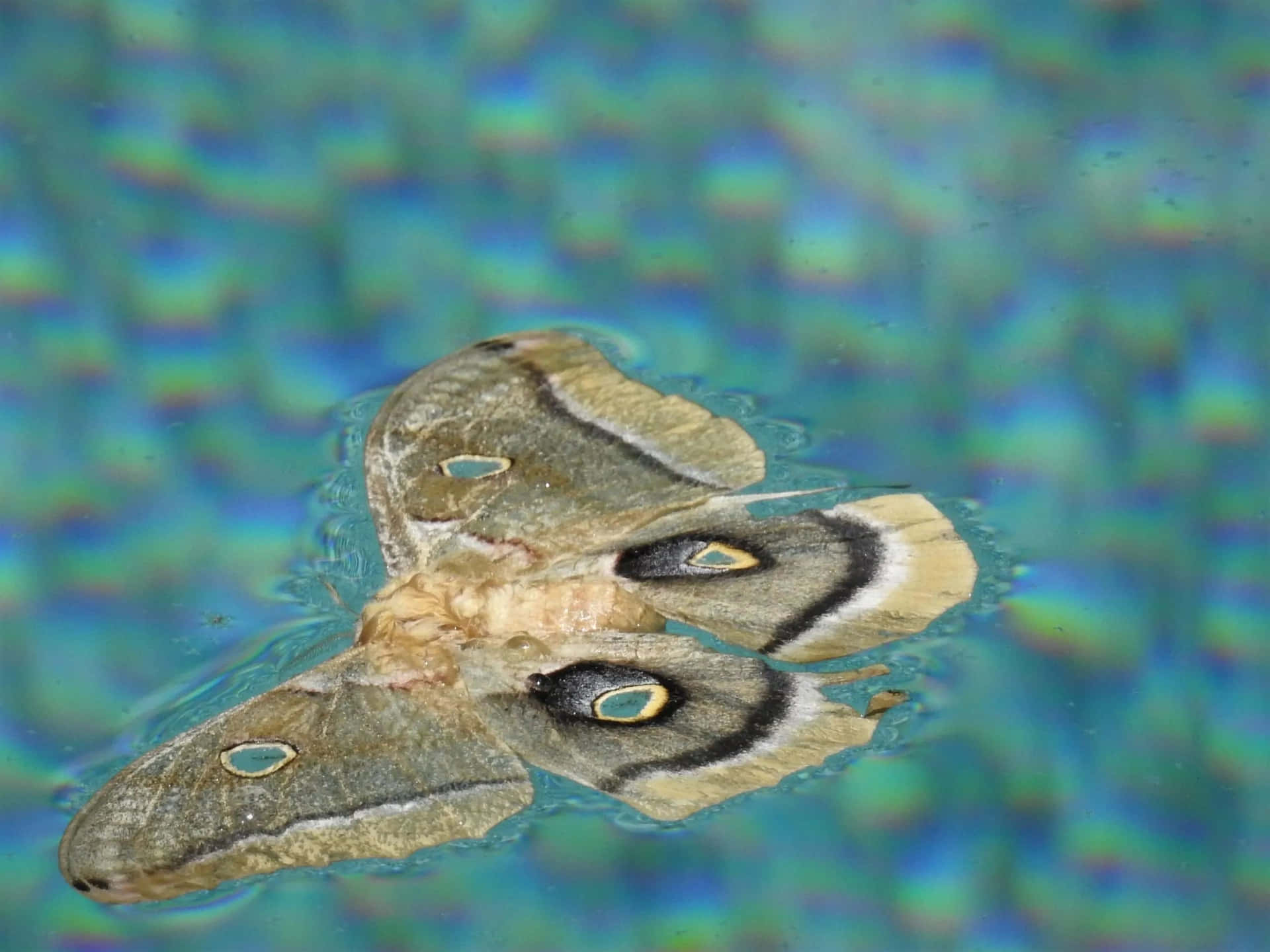 Polyphemus Mothon Blue Background Wallpaper