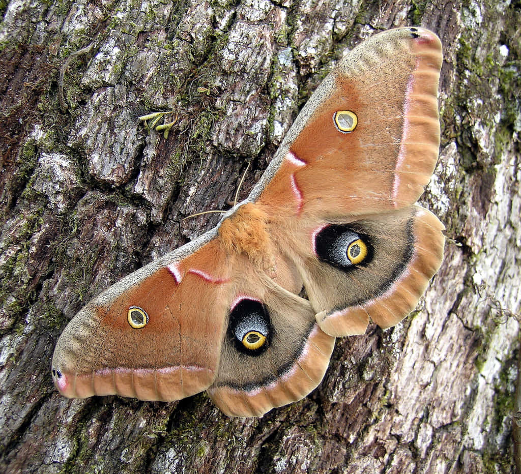 Polyphemus Mothon Tree Bark Wallpaper