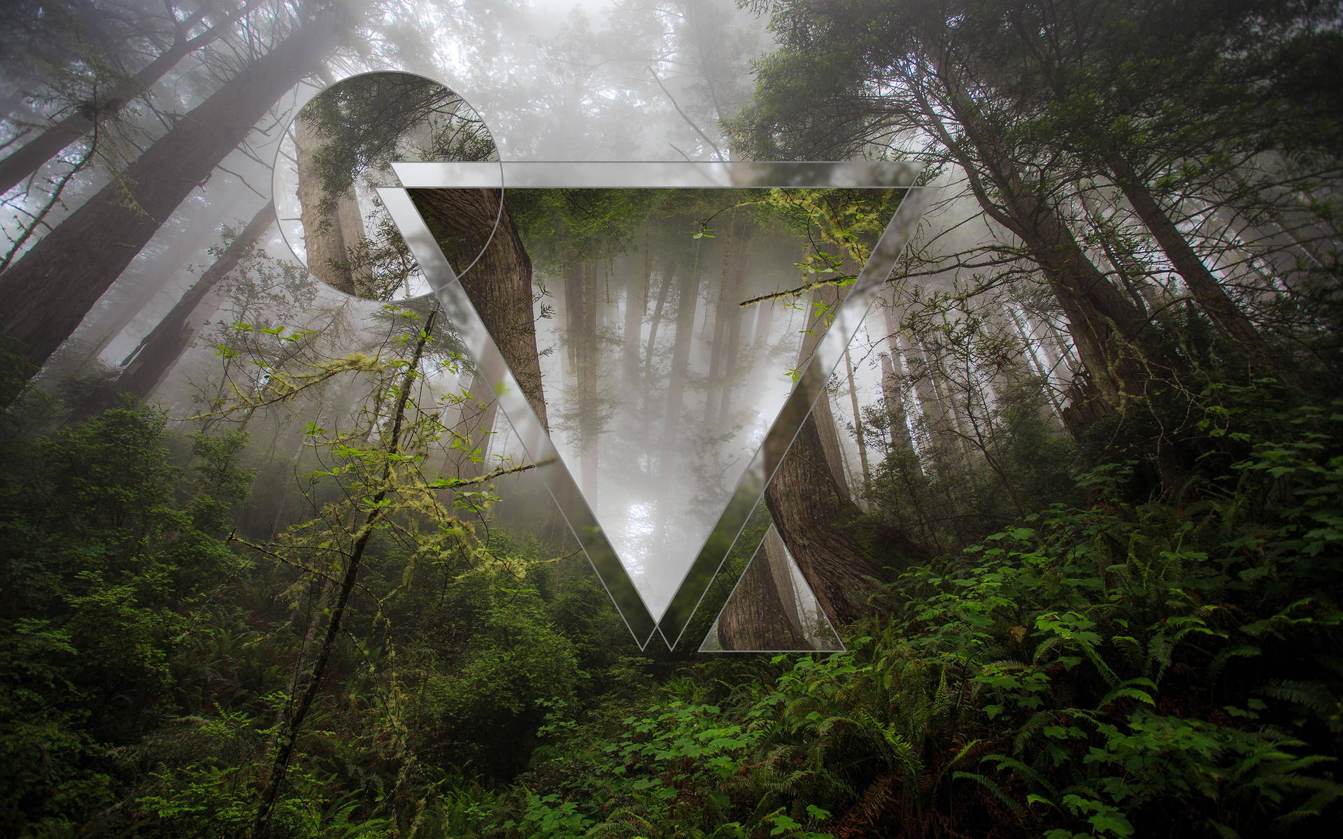 Polyscape Triangle Forest Background Wallpaper