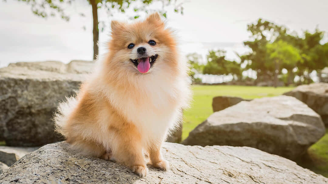 Pom Cute Dog Pictures