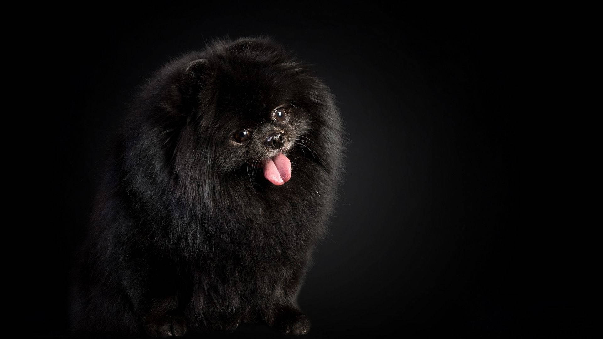 Pomeranian Black And White Dog Wallpaper