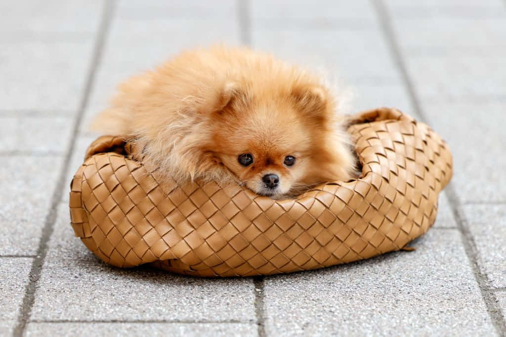 Pomeranian Cute Dog Picture