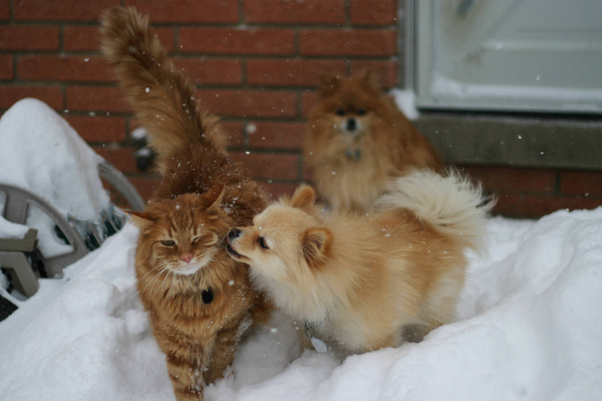 Pomeranian Dogs With Cat