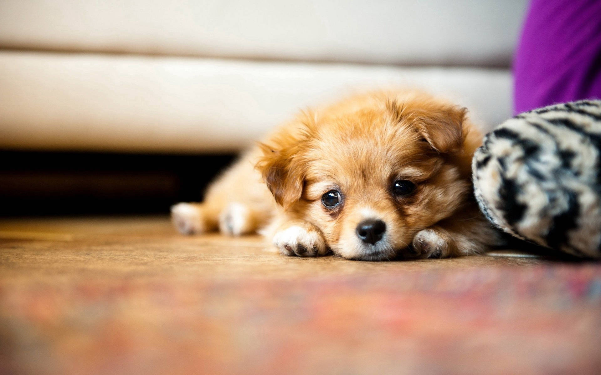 Pomeranian Lovely Puppy Desktop Wallpaper