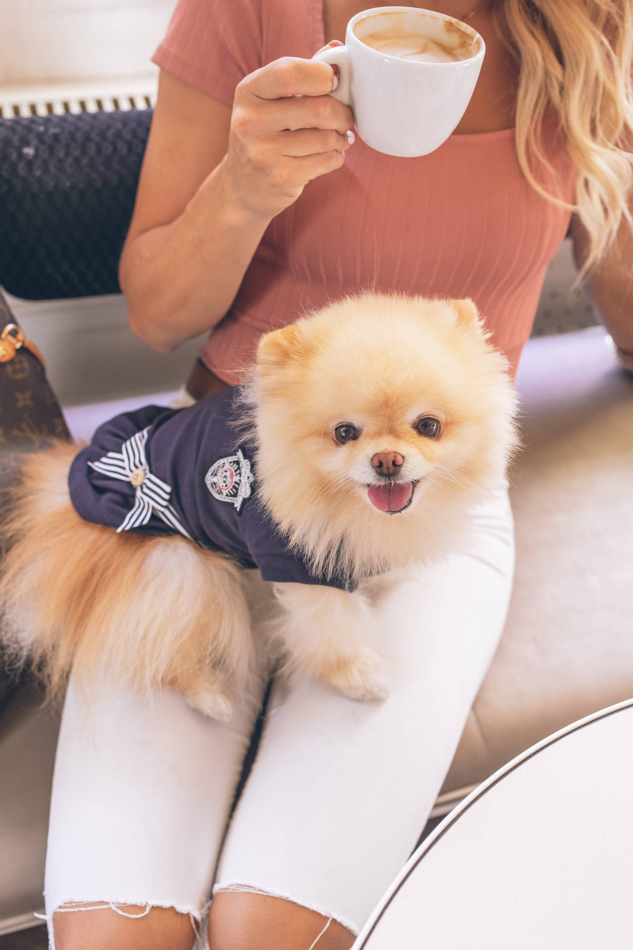 Pomeranian Navy Shirt Lap Dog