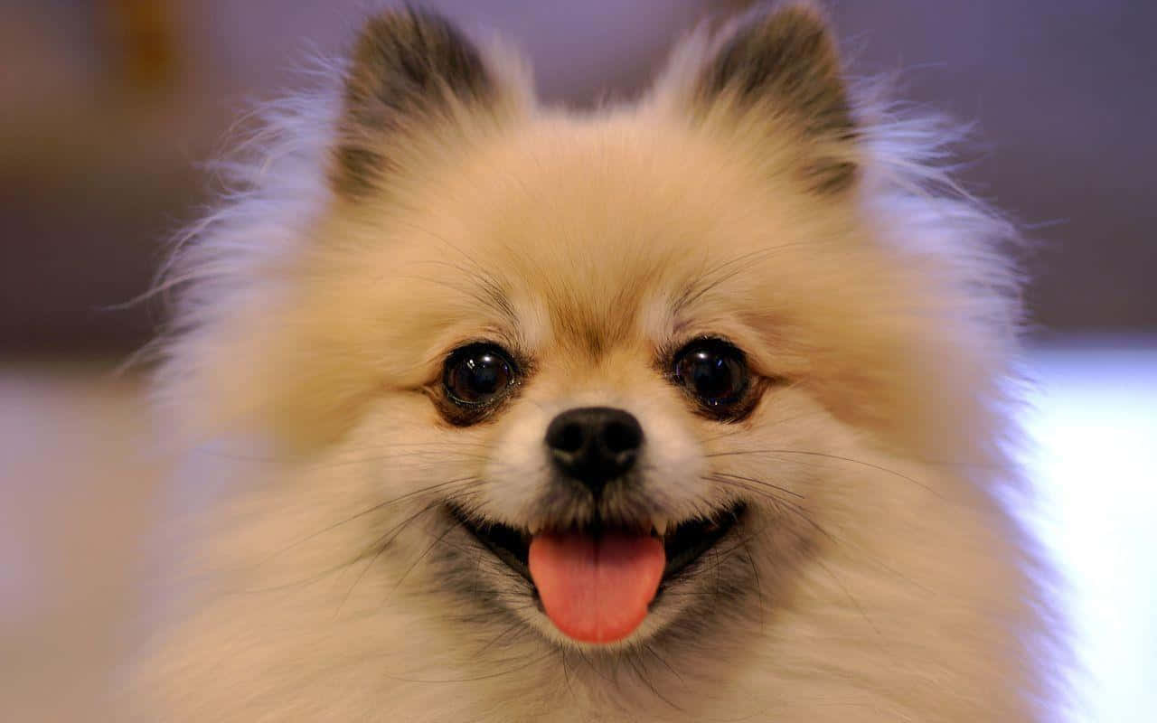 Bildeines Pomeranian Welpen Mit Heraushängender Zunge