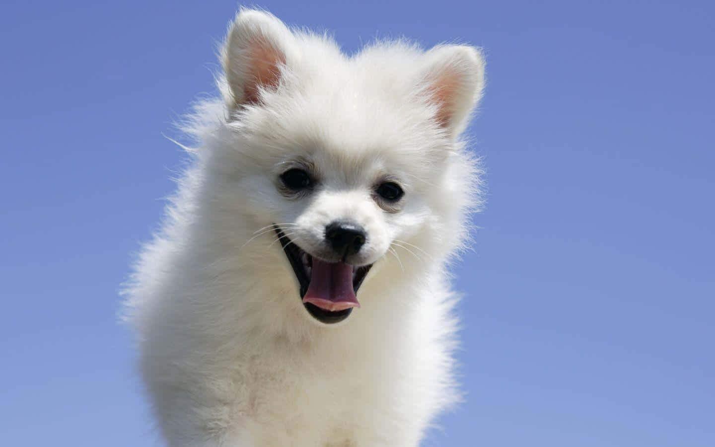 Immaginedi Un Pomeranian Bianco Con Sfondo Celeste