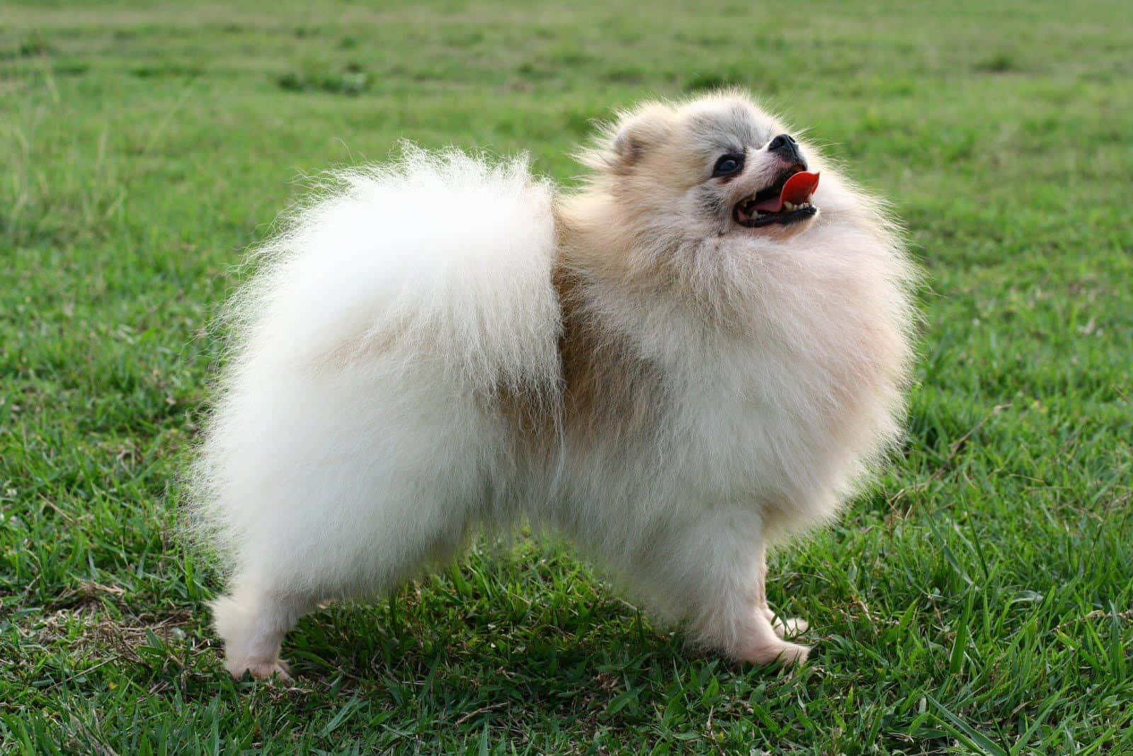 Pomeranian Playing On Grass Picture