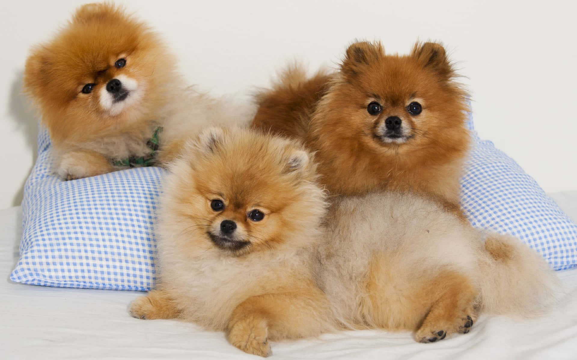 Pomeranian Puppies On Pillow Picture