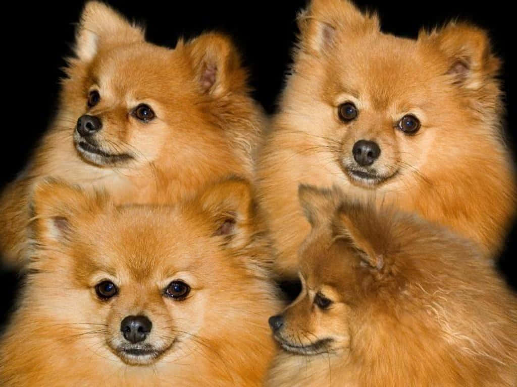 Bildvon Braunen Pomeranian Hunden