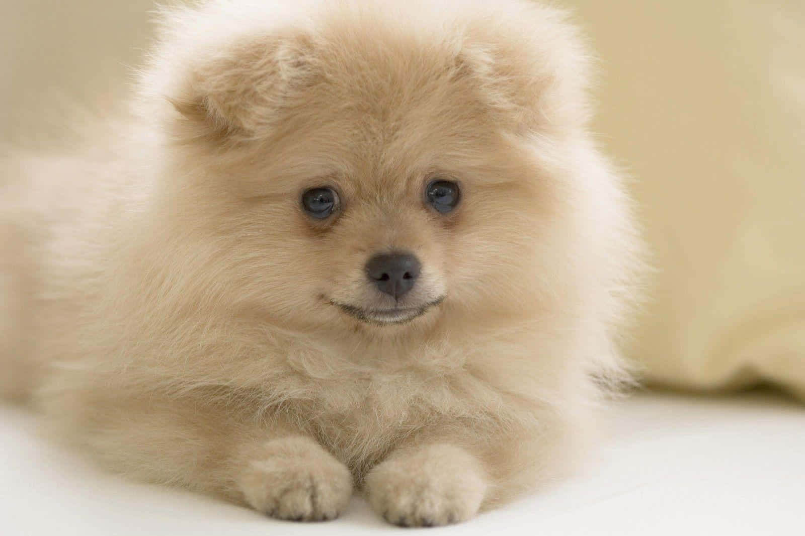 Fluffy Pomeranian On Bed Picture