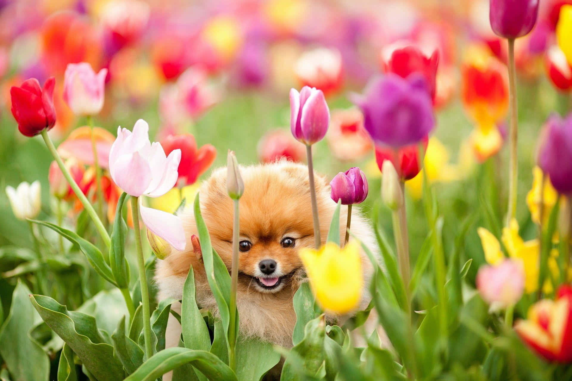 Pomeranian Puppy In Tulip Field Picture