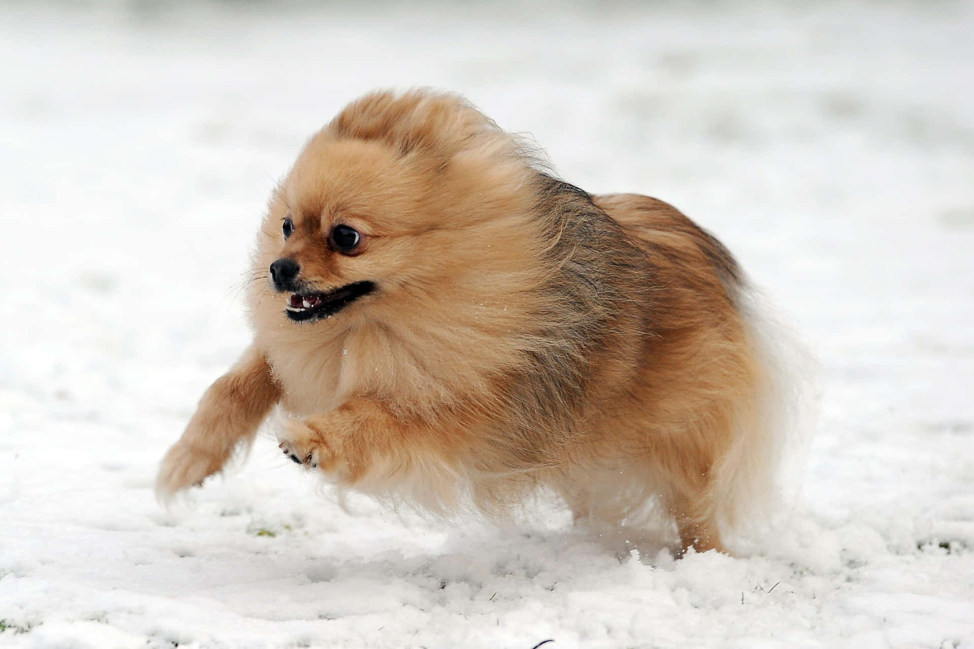 Bildeines Pomeranians, Der Im Schnee Rennt.