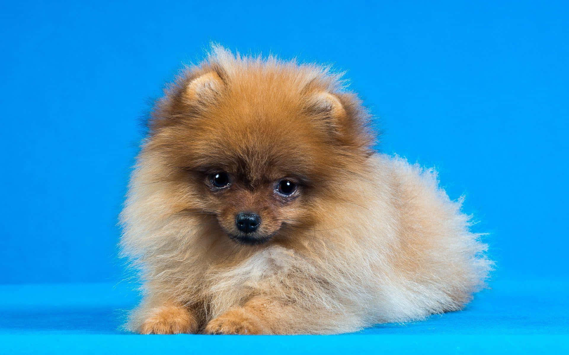 Pomeranian On Blue Wall Picture