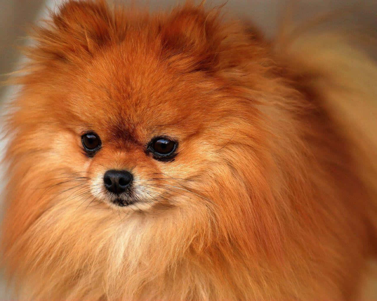 Imagemem Close-up De Um Pomeranian Fofo