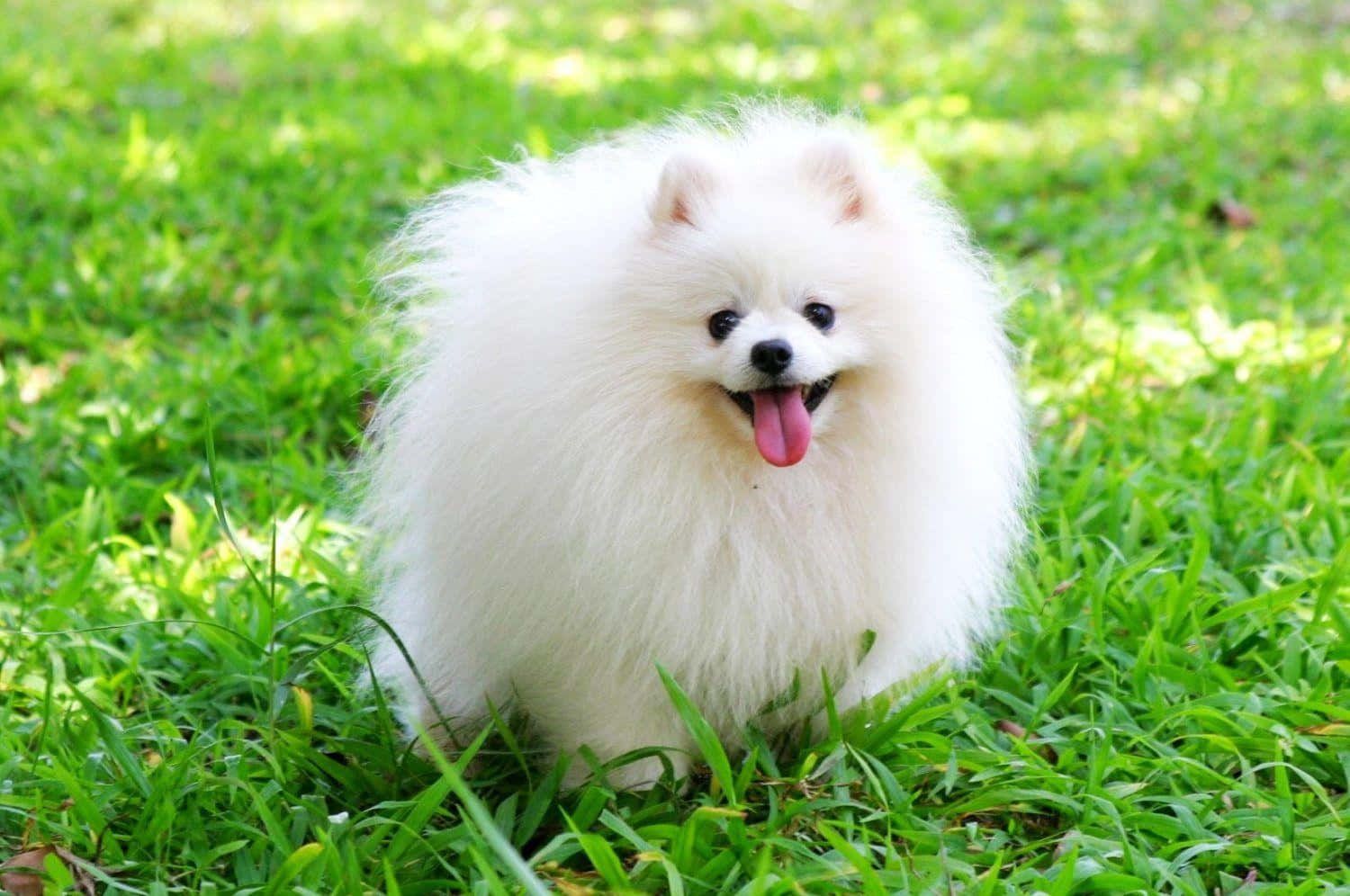 Super Fluffy White Pomeranian Picture