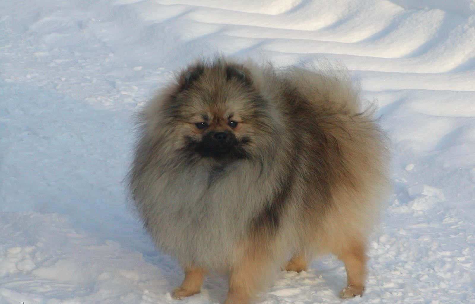 Pomeranian On White Snow Picture