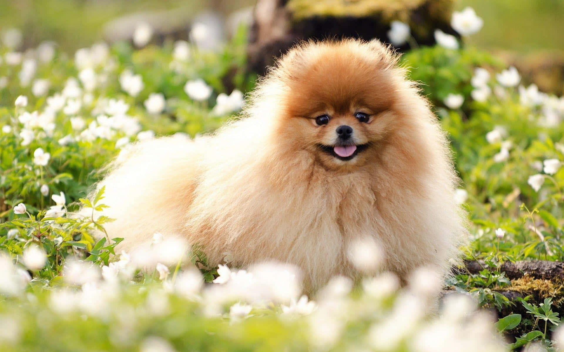 Billedeaf En Fluffy Pomeranian Hund Med Hvide Blomster.