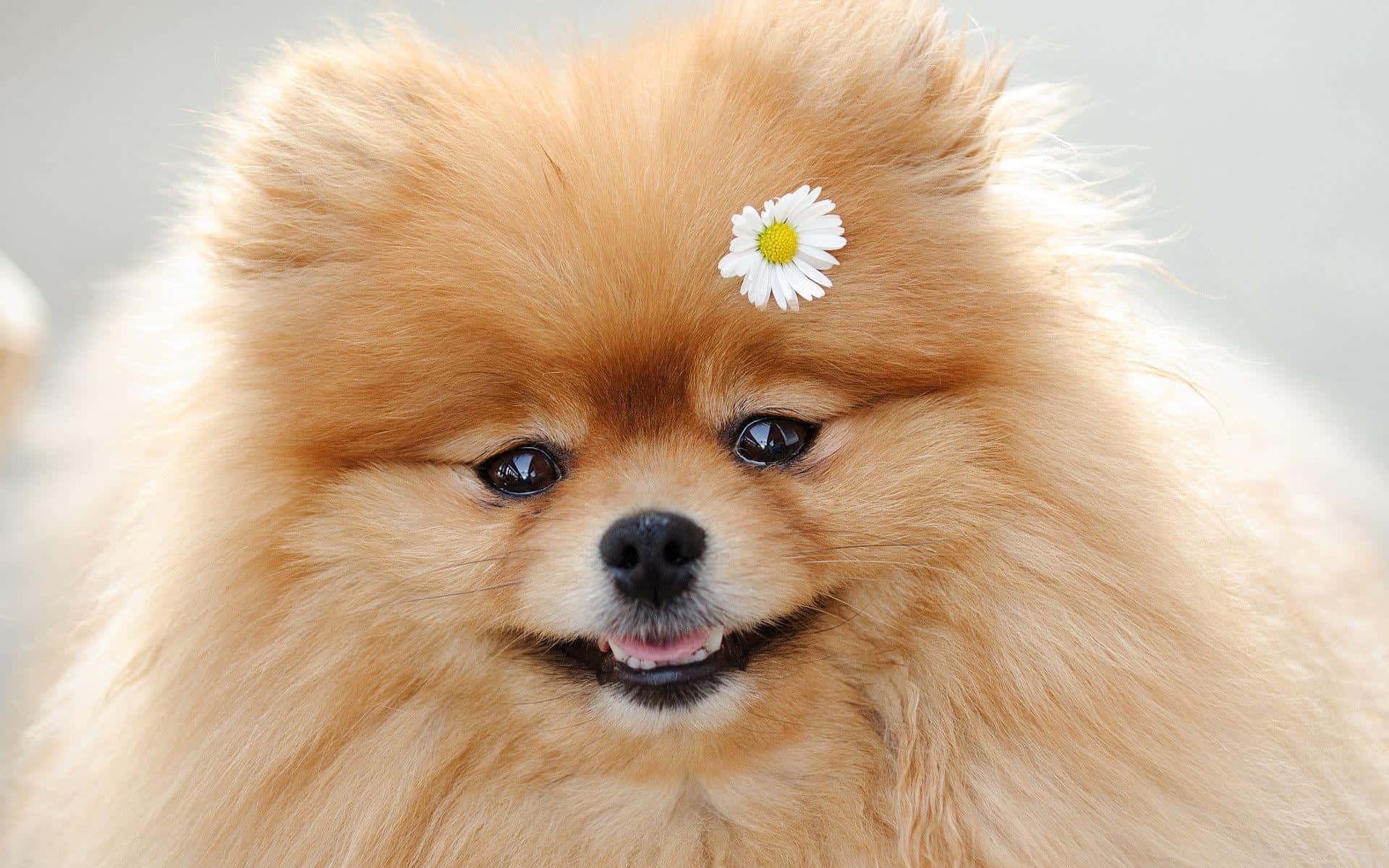 Bildav En Pomeranian Med En Vit Blomma På Huvudet