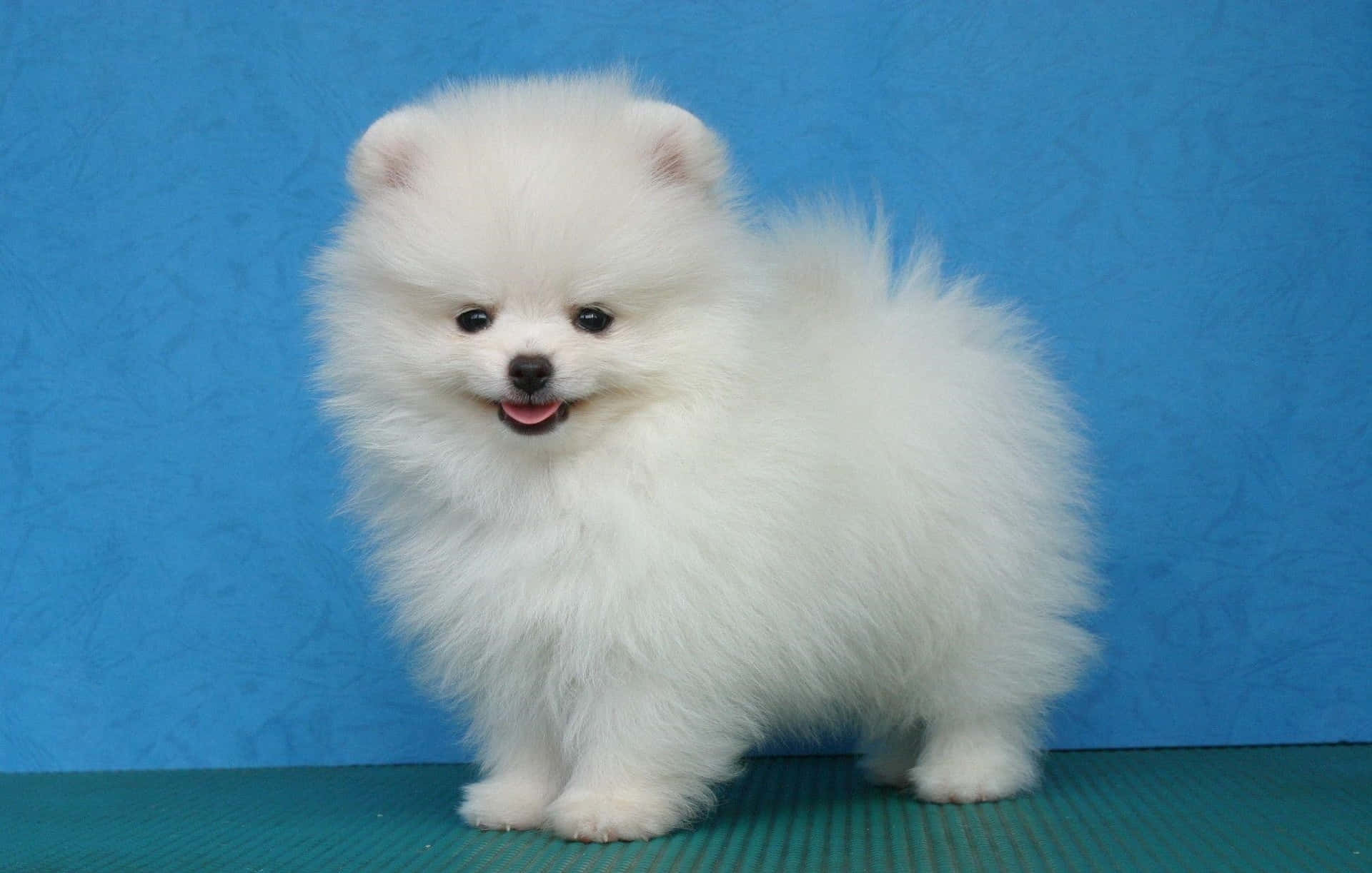 Fluffy Pomeranian Puppy Picture