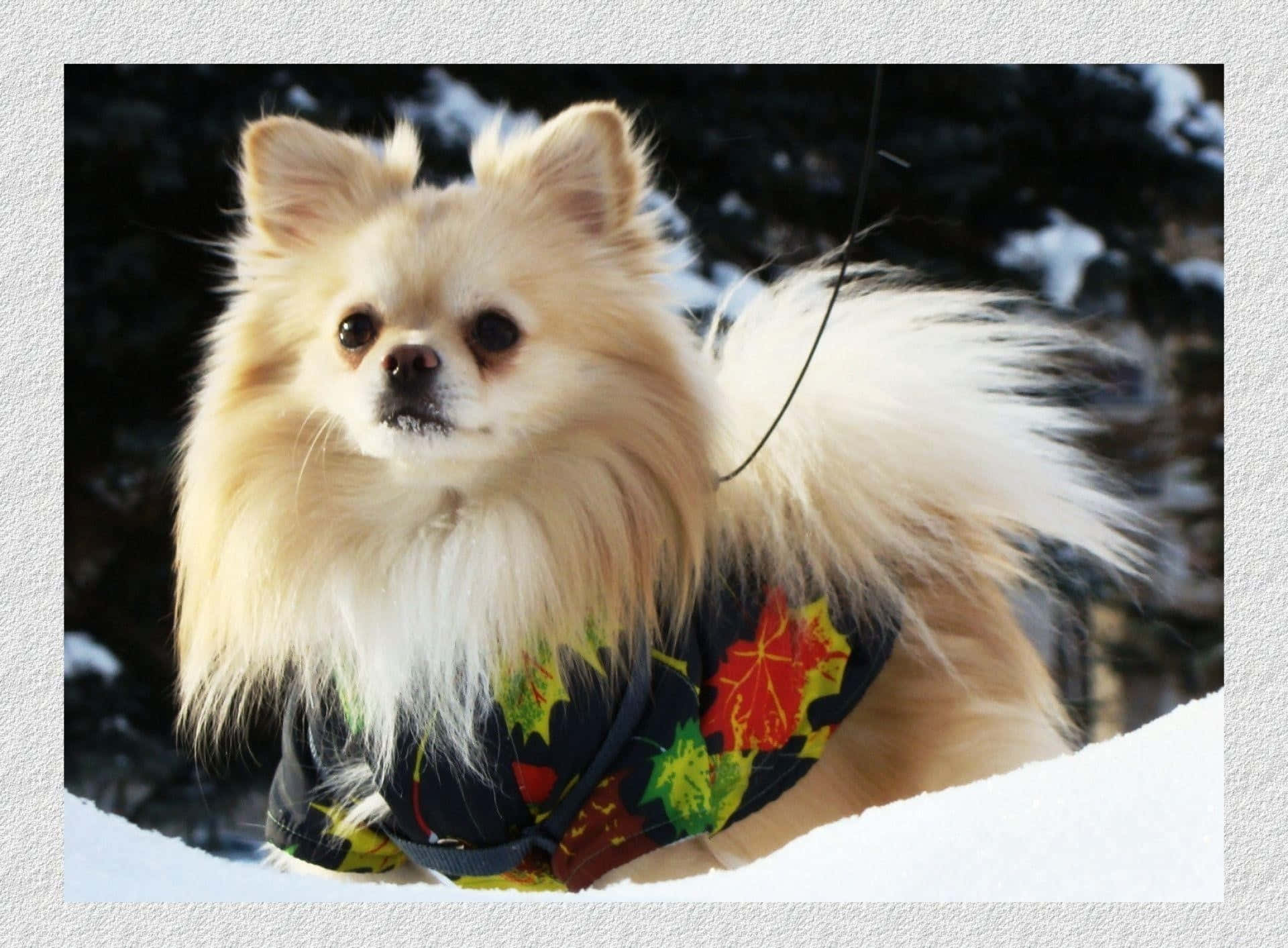 Pomeranian In Floral Shirt Picture
