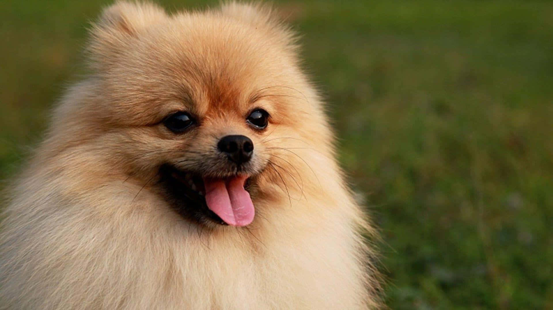Fluffy Pomeranian Sticking Tongue Out Picture
