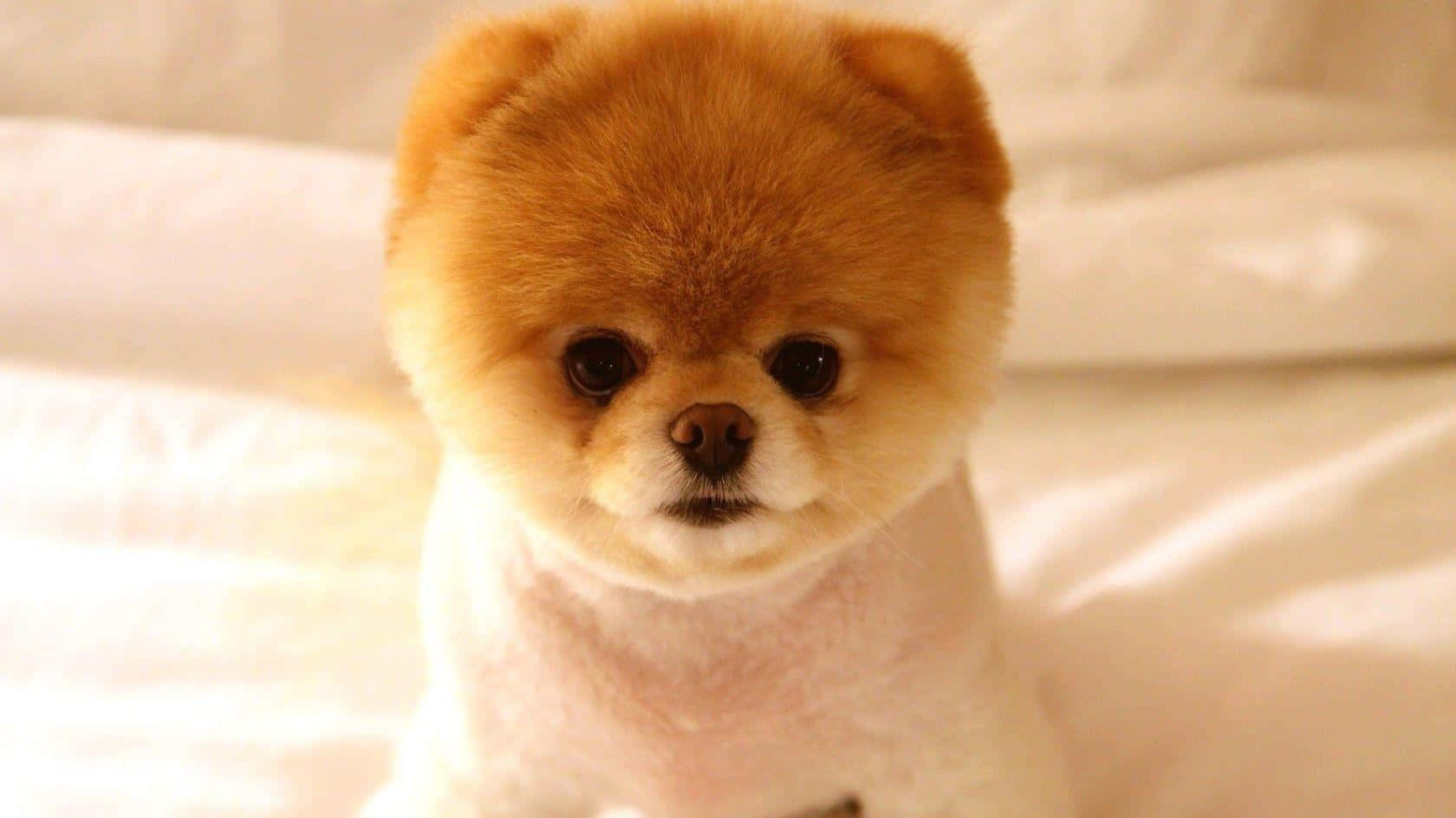 Pomeranian In Sweater Picture