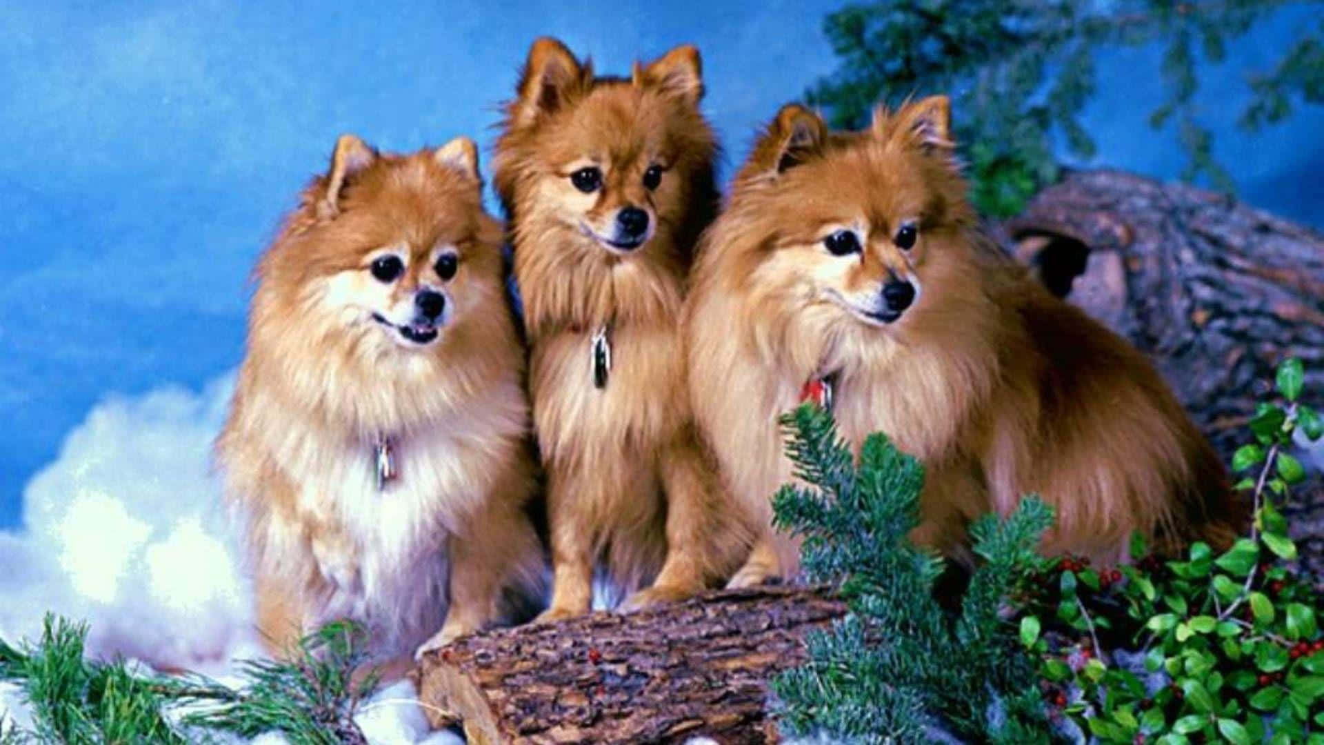 Pomeranianmaleri På Træ Billede