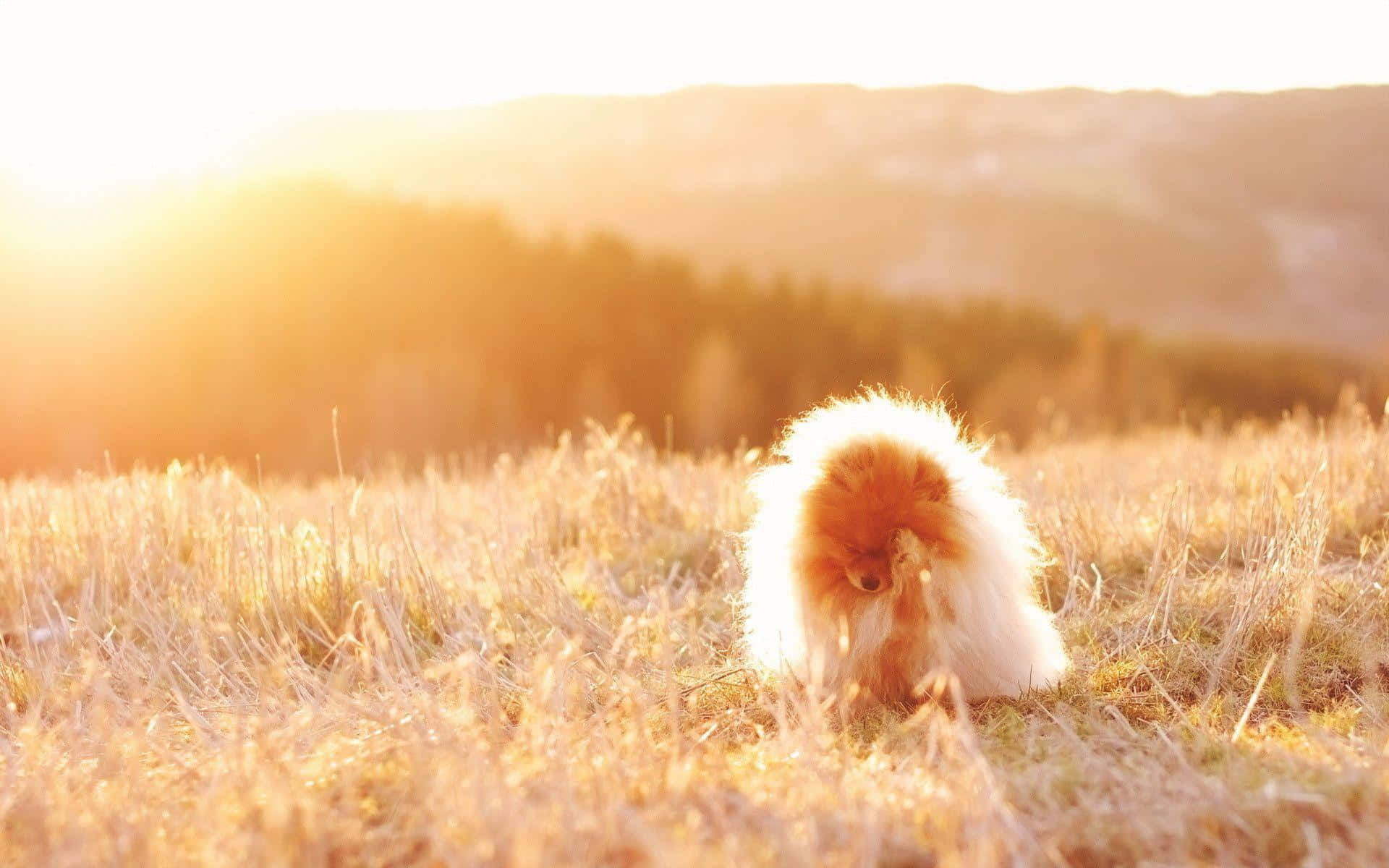 Pomeranianauf Gras Auf Einem Sonnenuntergangsbild