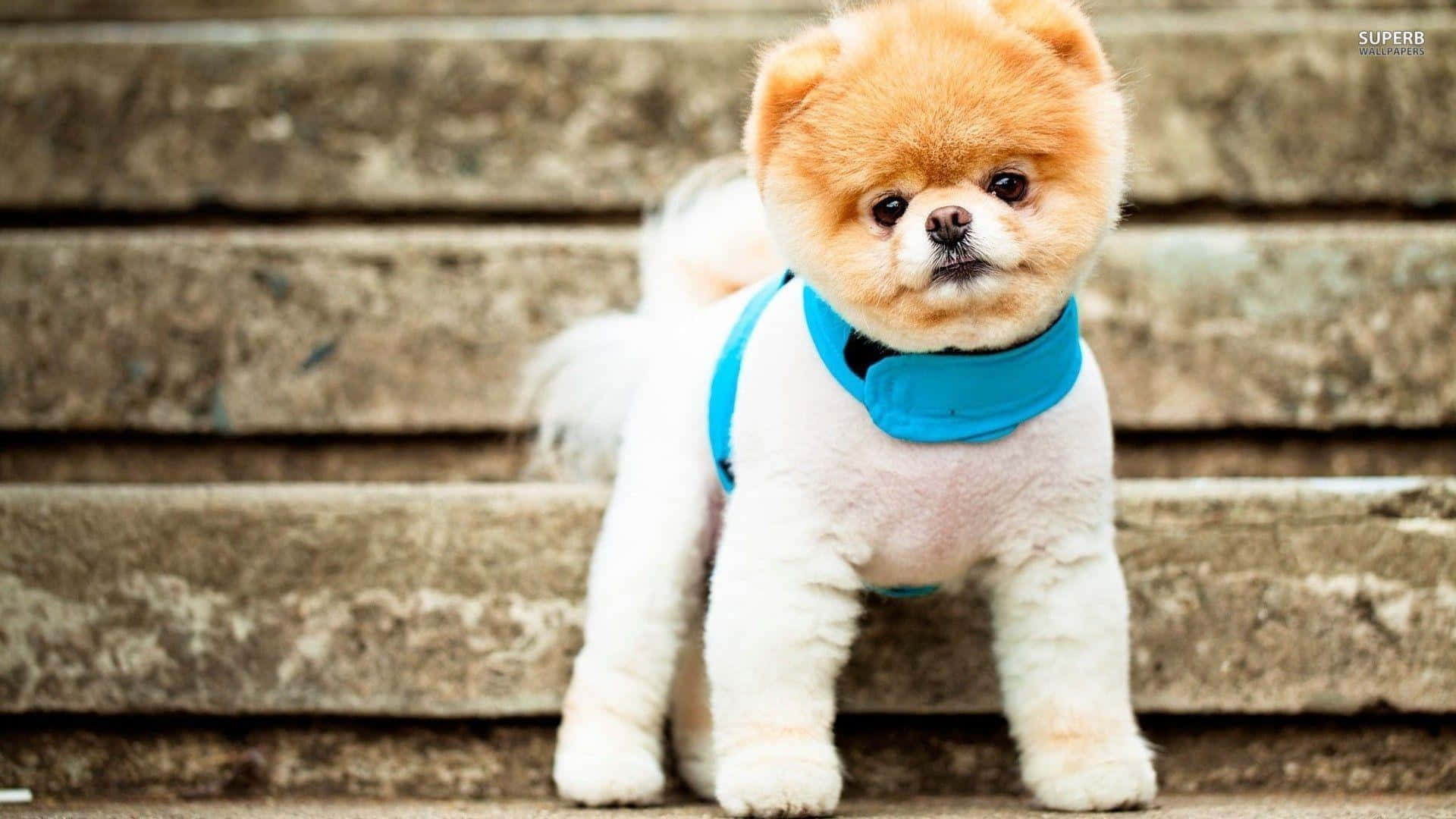 Imagende Un Cachorro Pomeranian Vestido De Manera Adorable