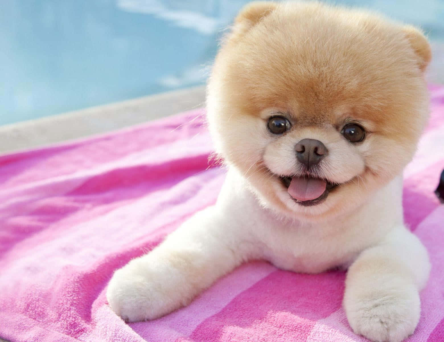 Pomeranian Puppy On Pink Blanket Picture