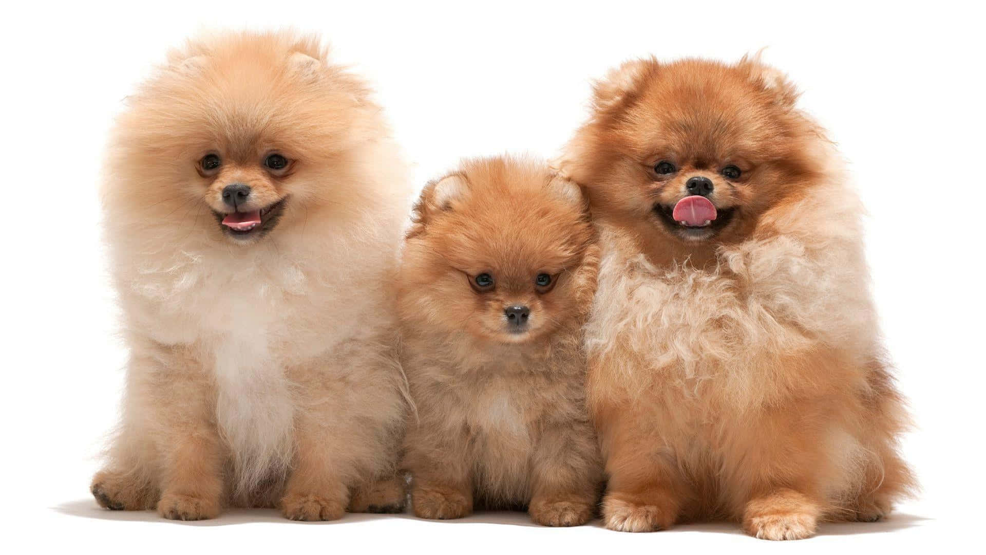 Cute Pomeranian Puppies Picture