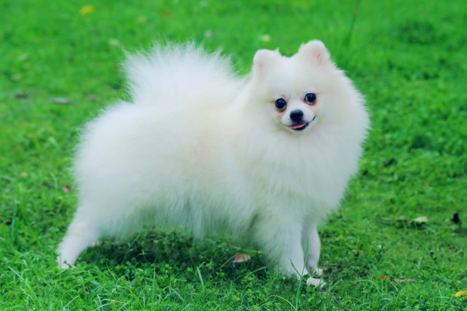 Fluffy Pomeranian On Grass Picture