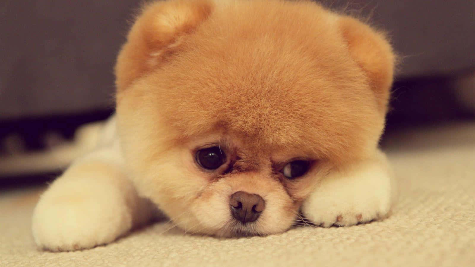 Sad-Looking Pomeranian Puppy Picture