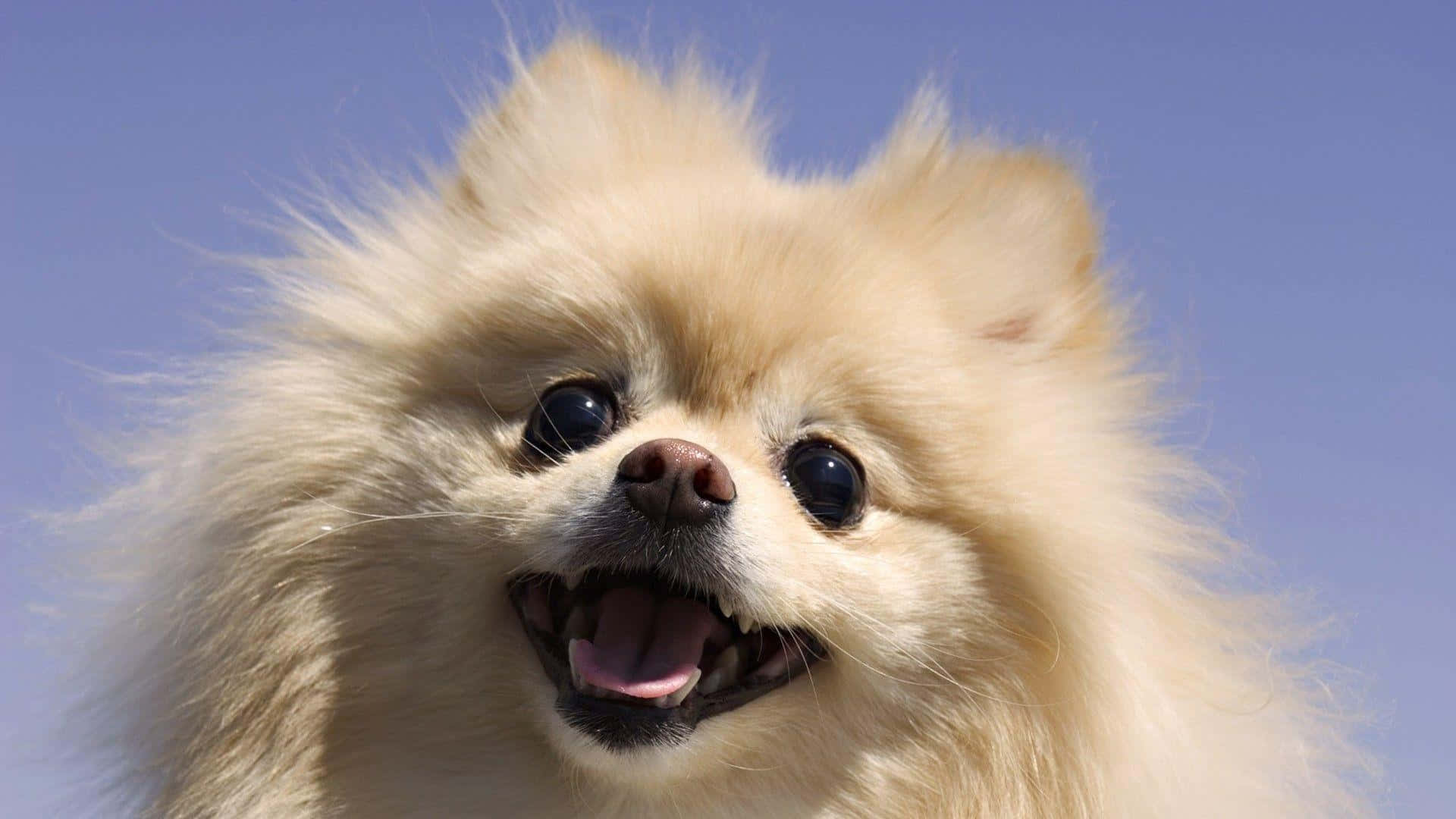 Pomeranian Happy Smile Picture