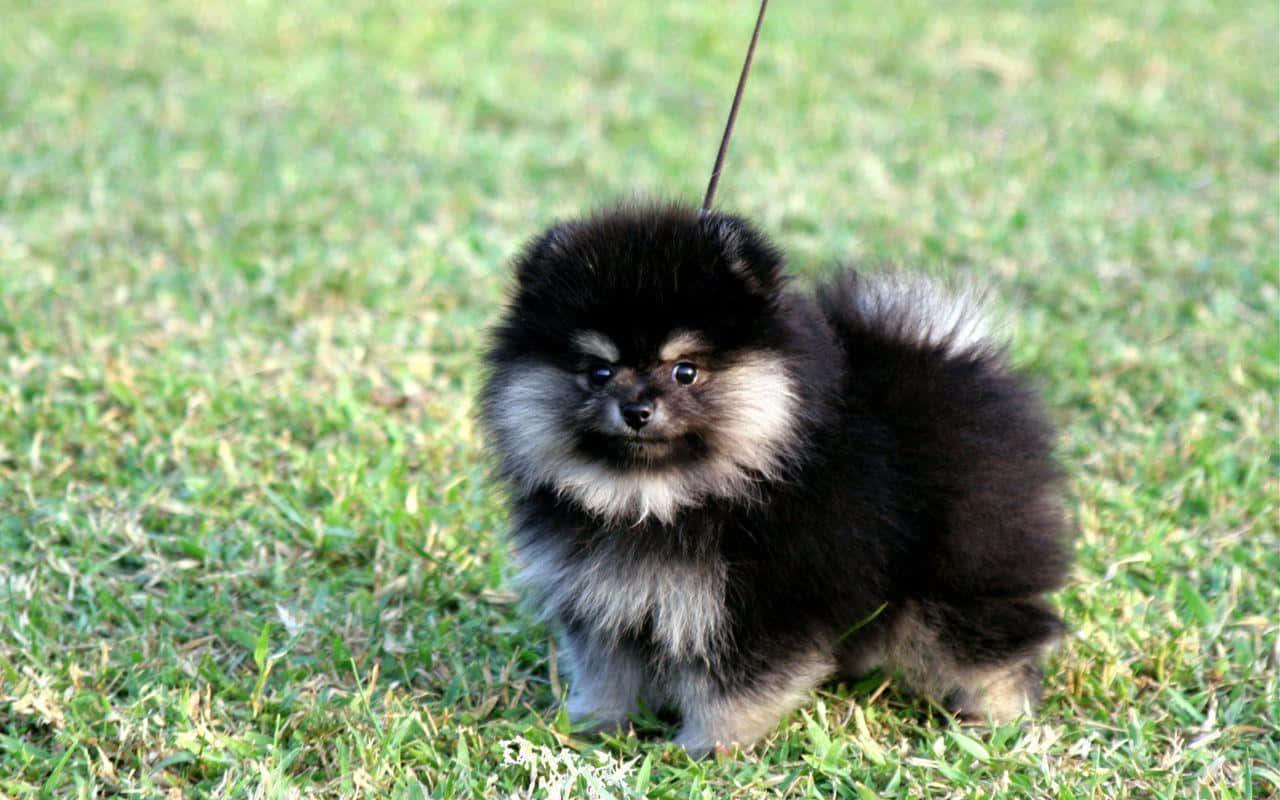 Black Pomeranian Puppy On Grass Picture