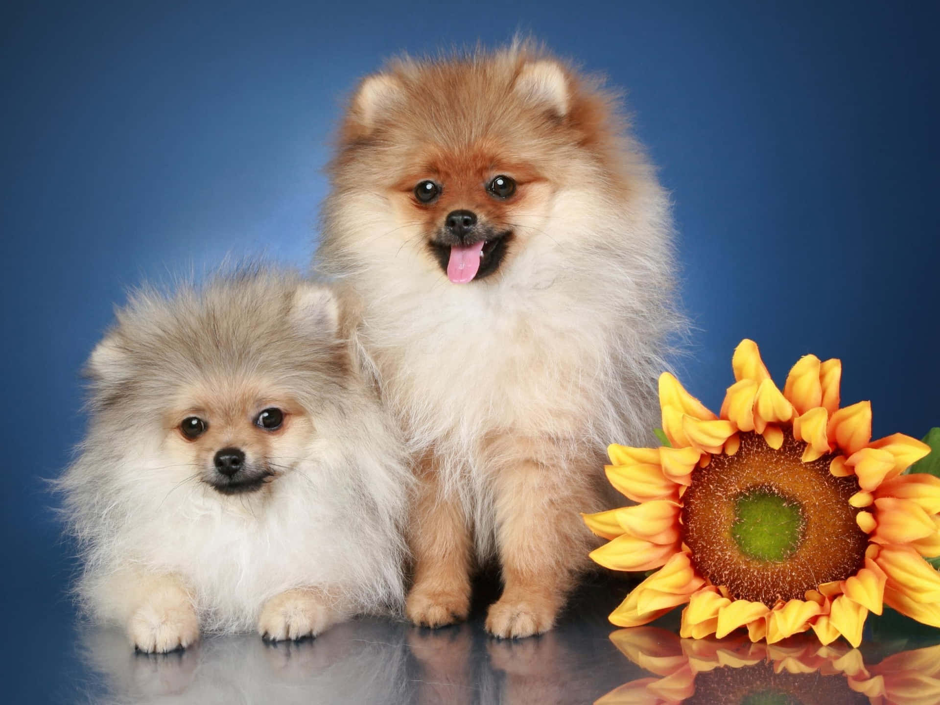 Pomeranian Puppies With Sunflower Picture