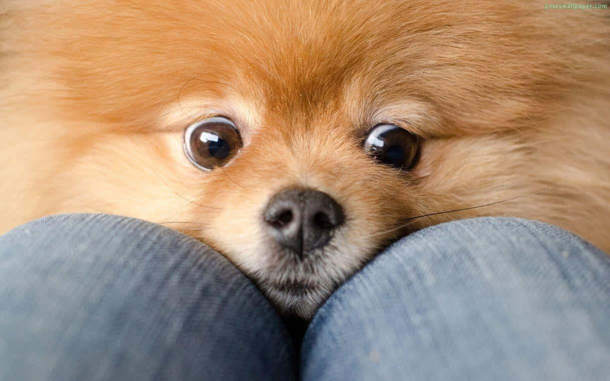 Pomeranian Puppy Dog Eyes On Legs Picture