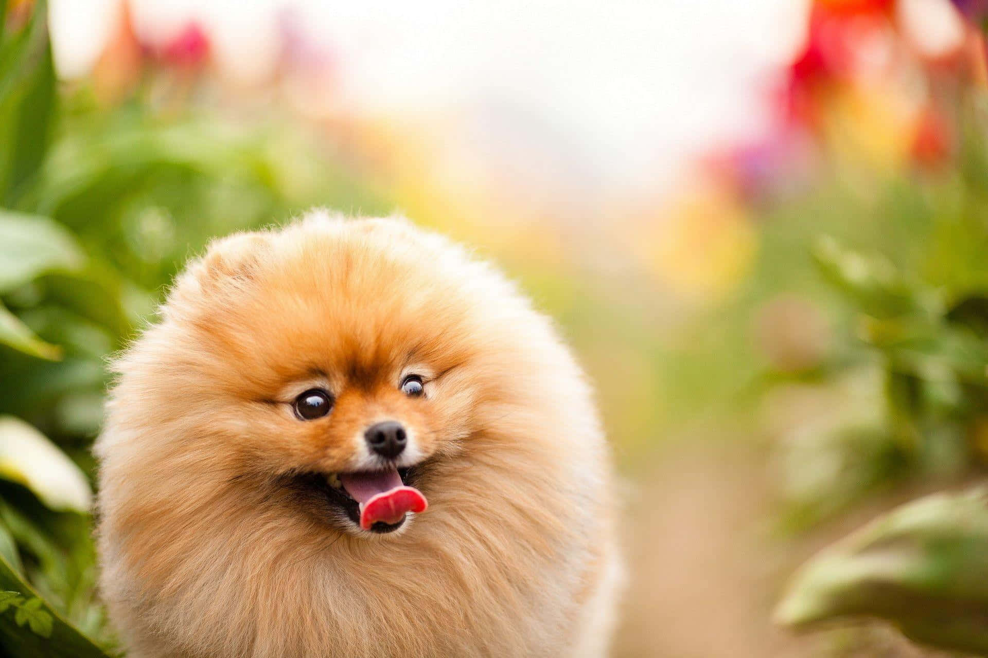 Pomeranian In The Garden Picture