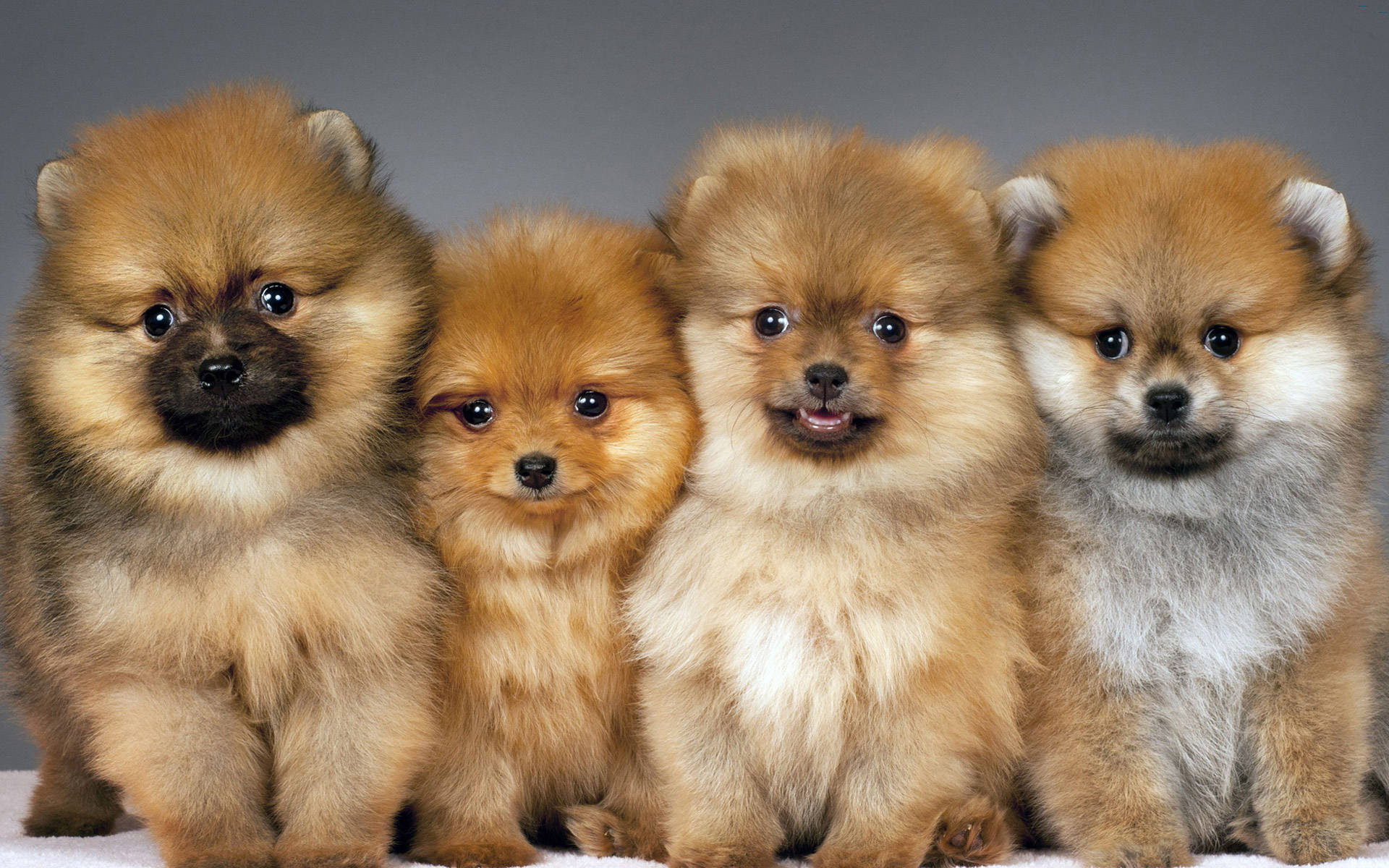 Pomeranian Puppy Dogs Stock