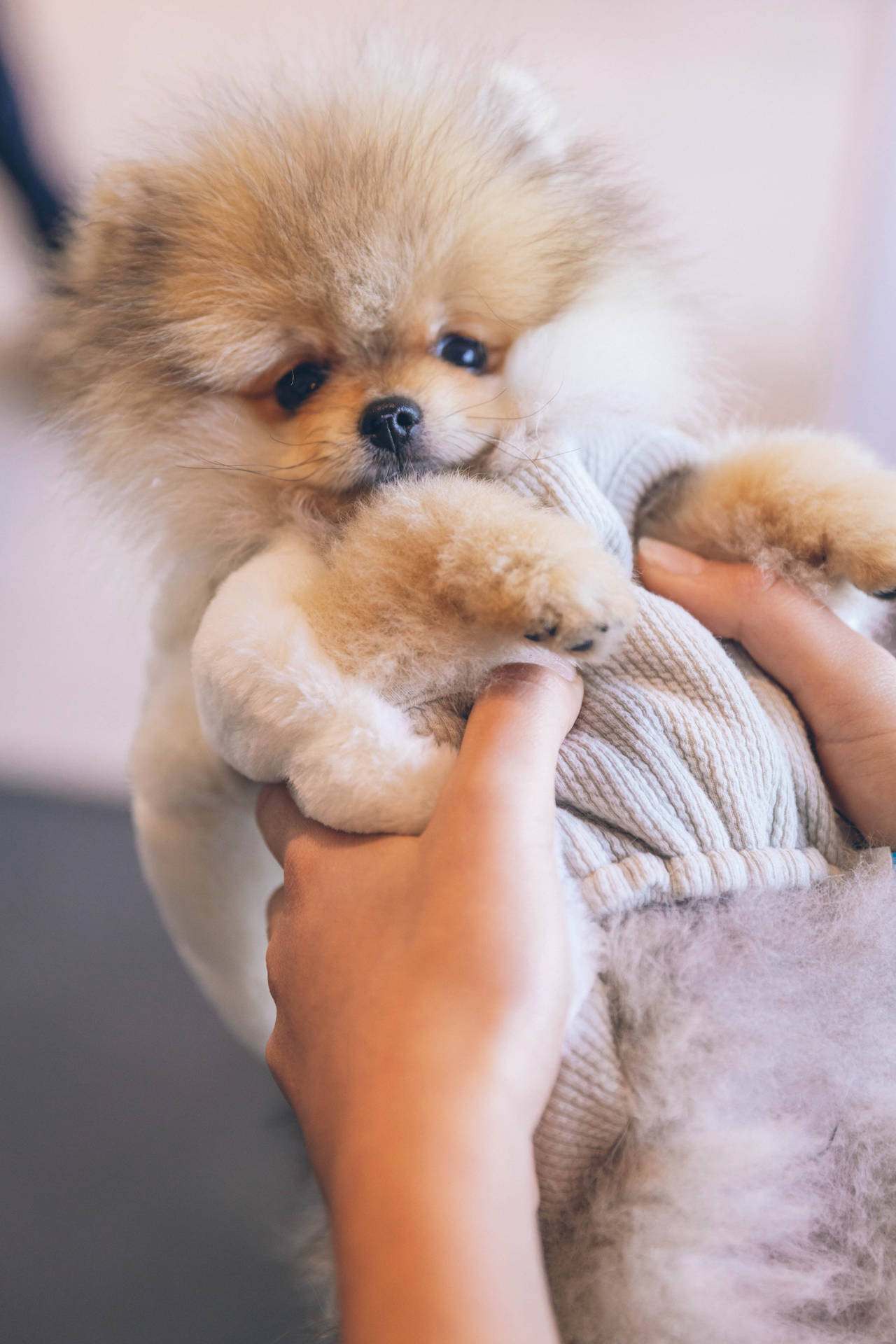 Pomeranian Puppy In A Sweater